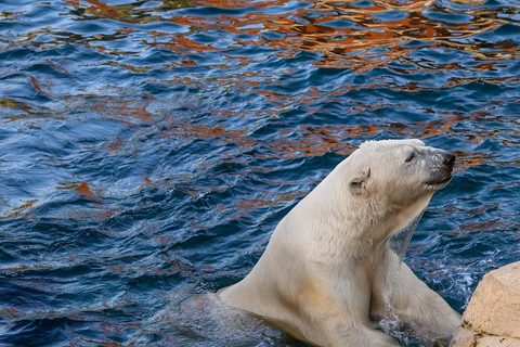 Polar Bear 4