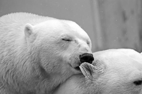 Polar Bear 5
