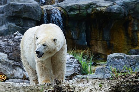Polar Bear 10