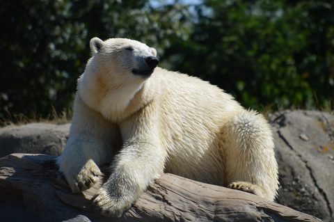 Polar Bear 11