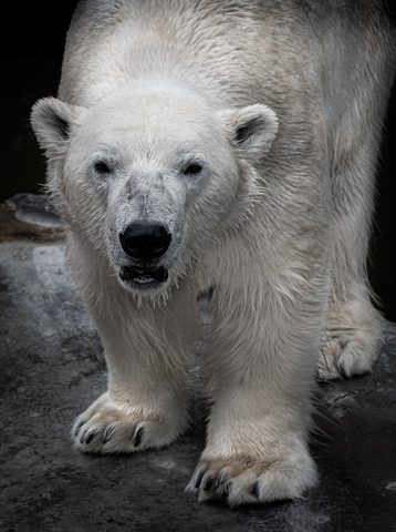 Polar Bear 12