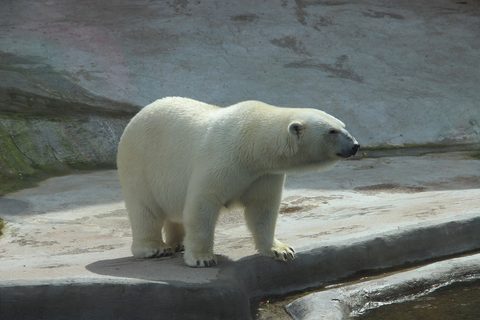 Polar Bear 13