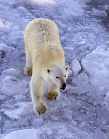 Polar Bear 15