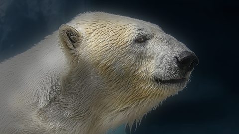 Polar Bear 16