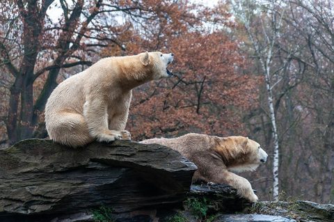 Polar Bear 17