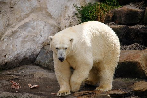 Polar Bear 19