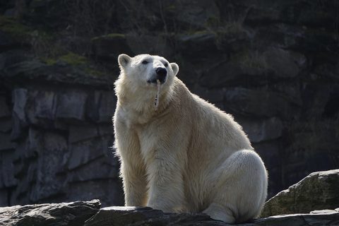 Polar Bear 20