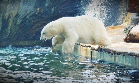 Polar Bear 21