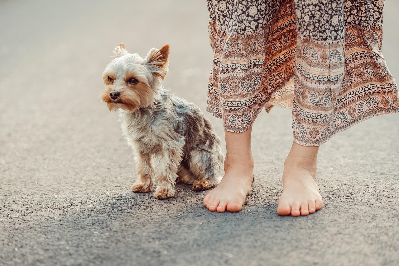 Yorkshire Terrier
