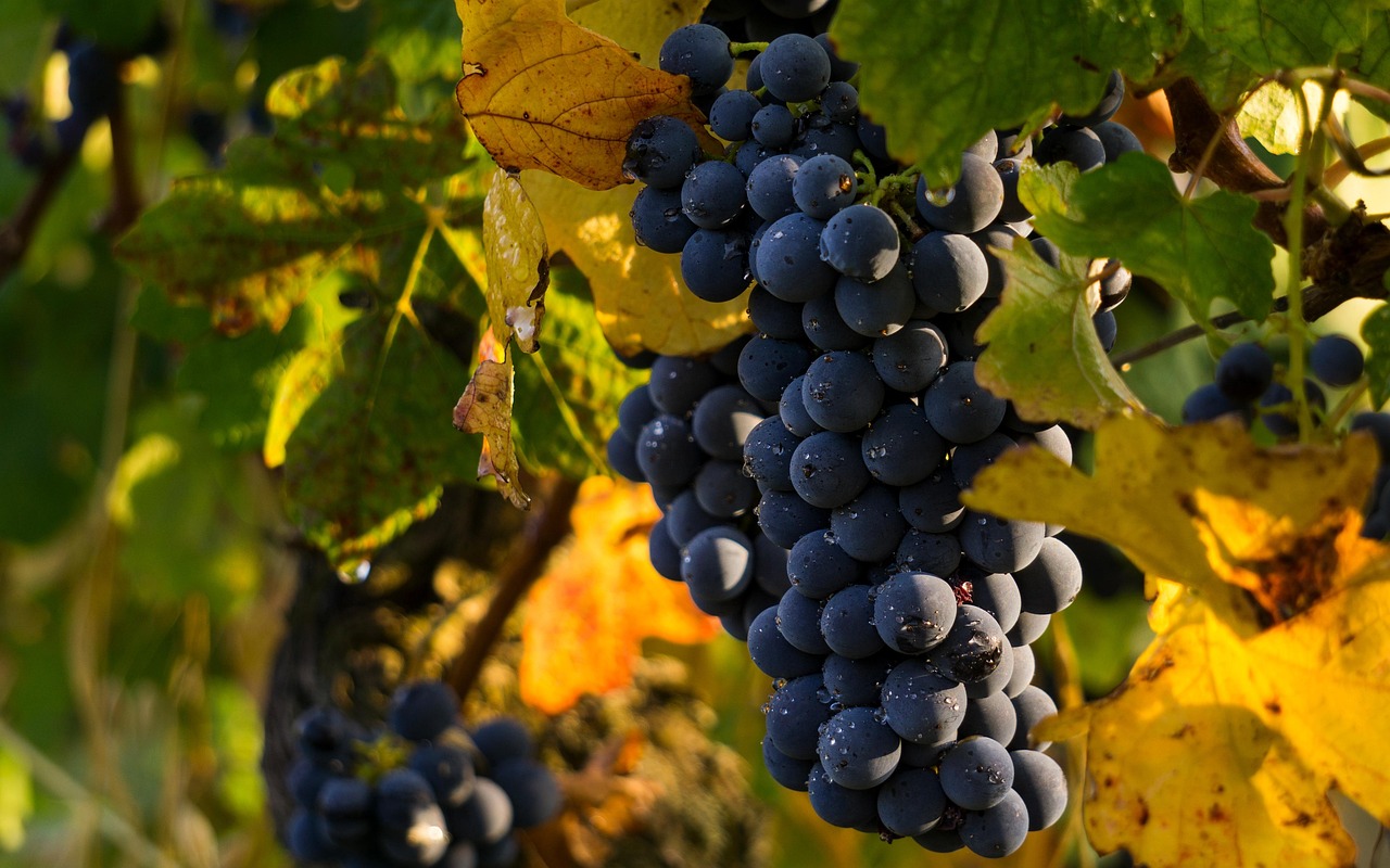 Grapes
