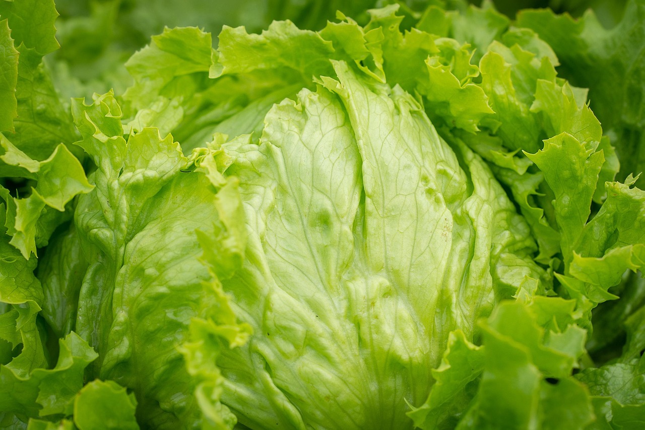 Lettuce