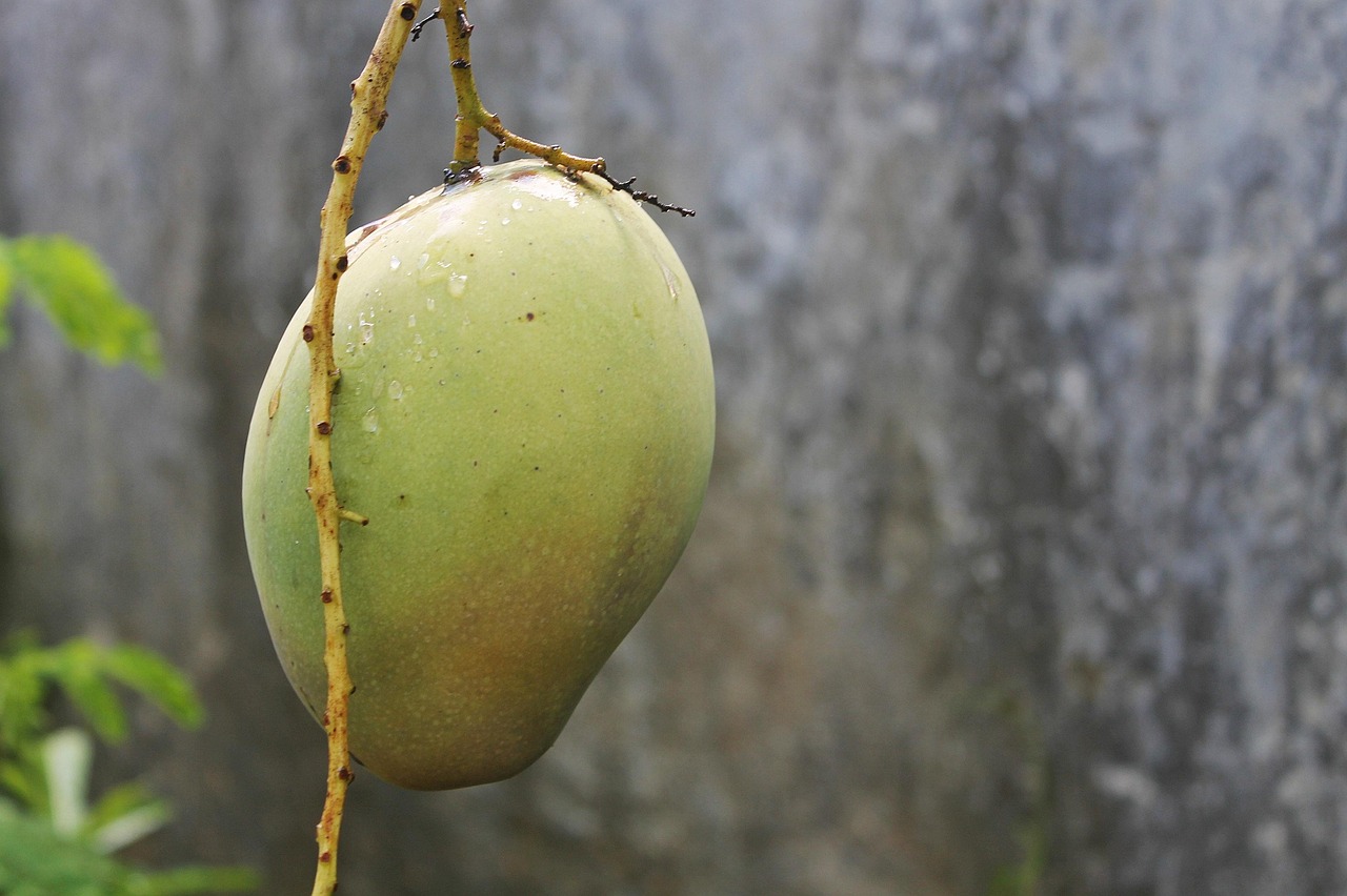 Mango