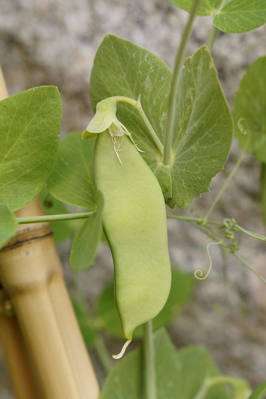 Peas