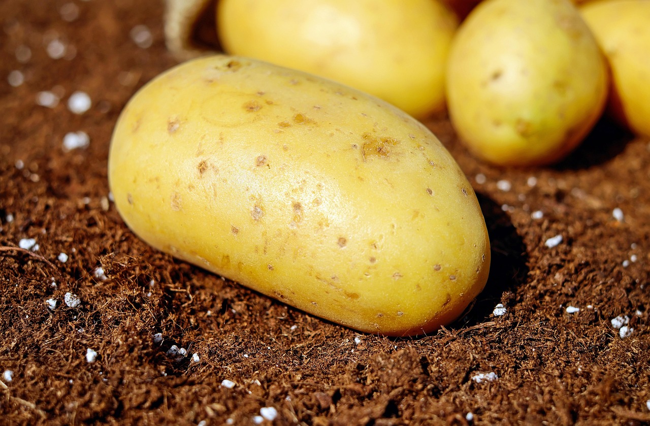 Potato