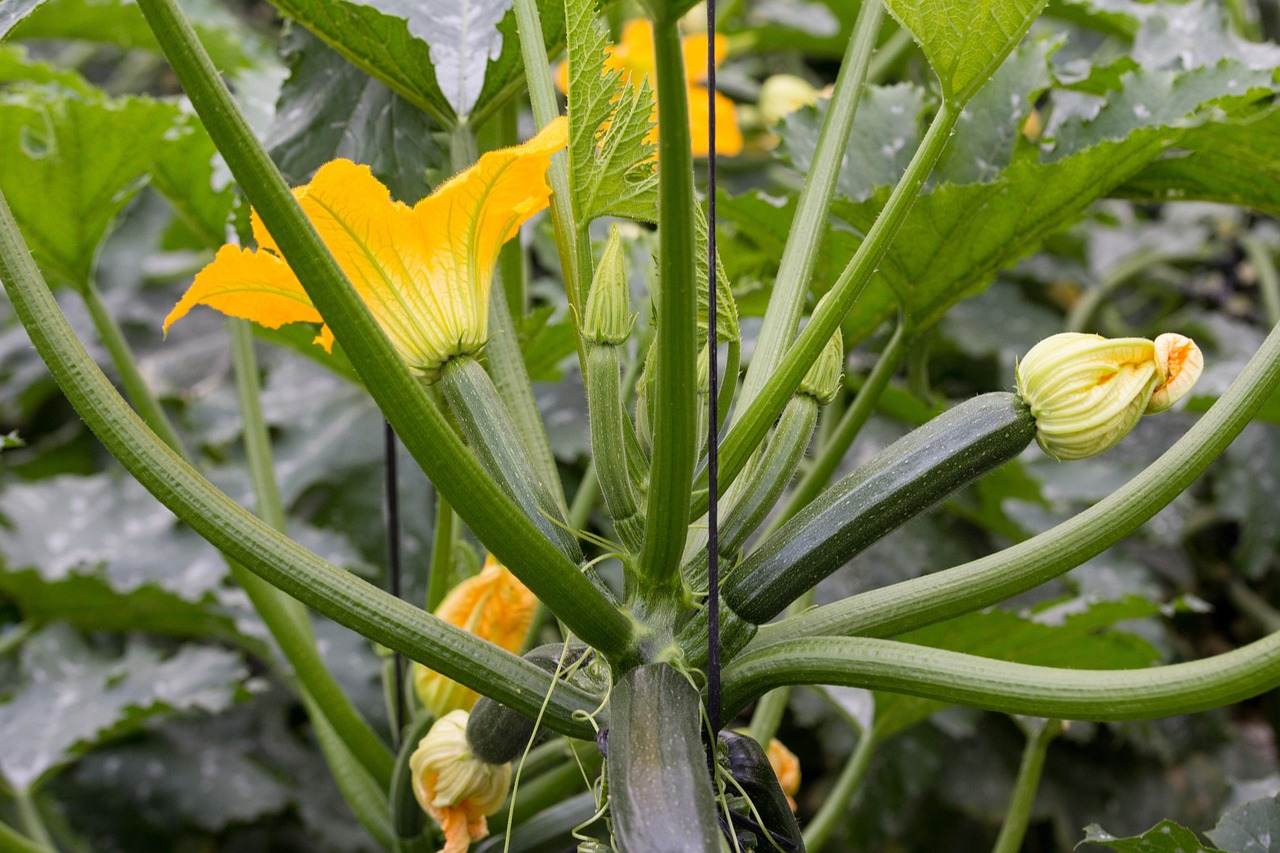 Zucchini