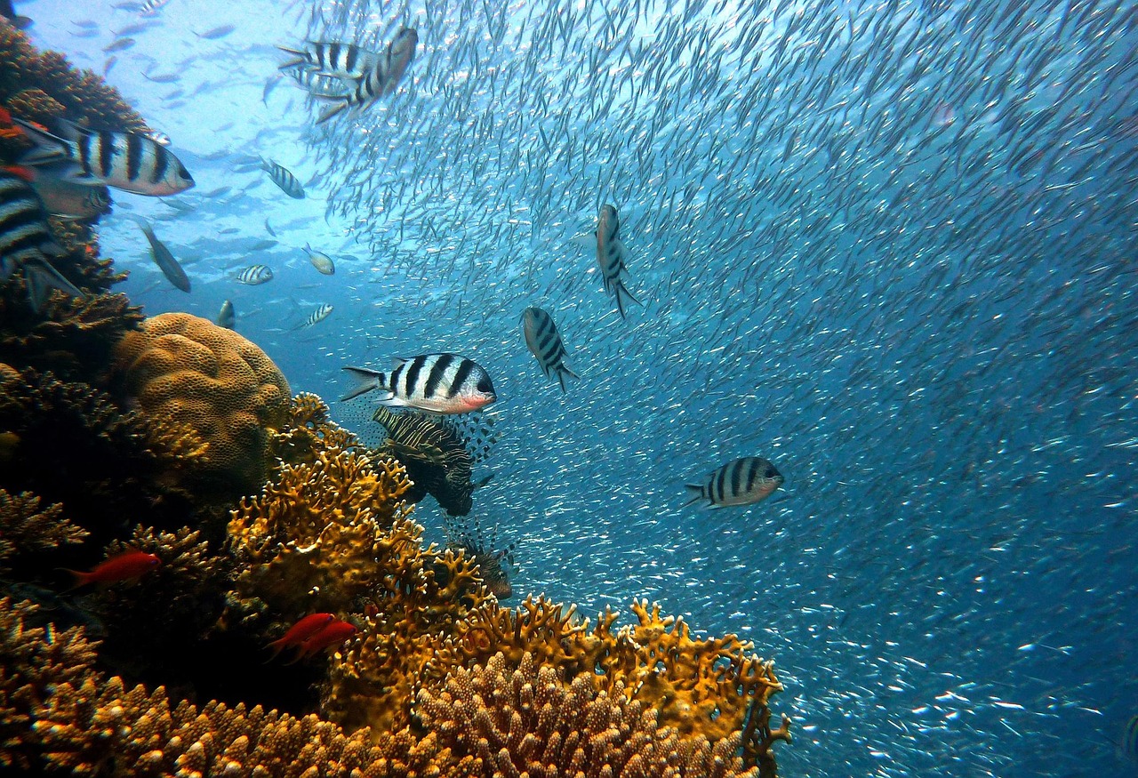 The Coral Reef and Snorkeling